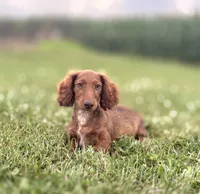 Handsome, a male Miniature Dachshund for sale in West Salem, OH – 3 of 4