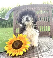 Teacup Star, a female Cavapoo for sale in West Salem, OH – 4 of 6