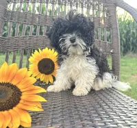 Teacup Star, a female Cavapoo for sale in West Salem, OH – 6 of 6