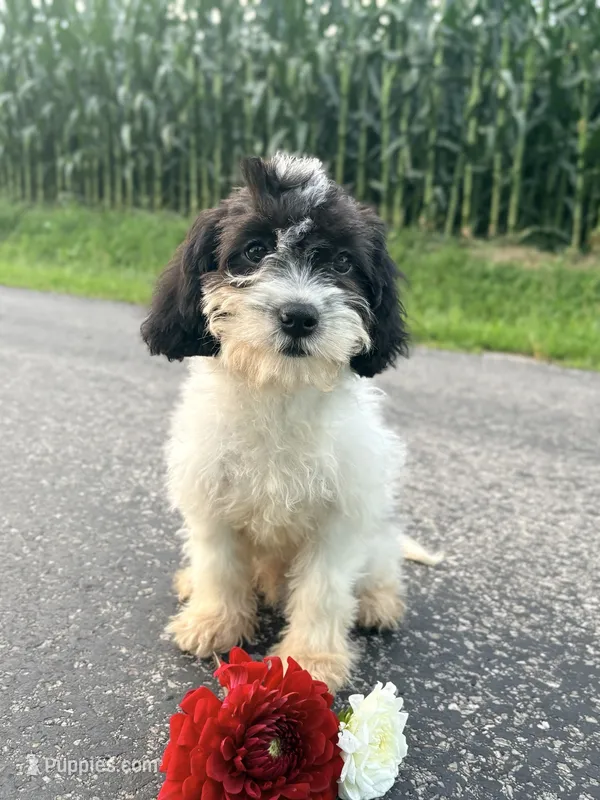 Riley – Cavapoo puppy for sale in West Salem, OH