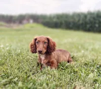 Handsome, a male Miniature Dachshund for sale in West Salem, OH – 2 of 4