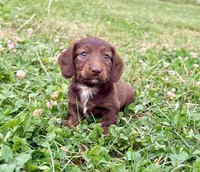 Handsome, a male Miniature Dachshund for sale in West Salem, OH – 3 of 3