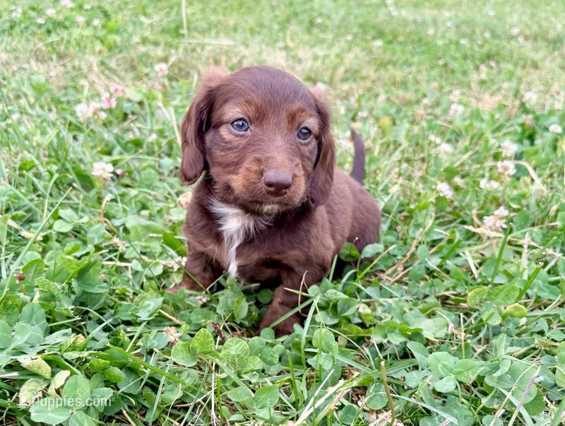 Handsome – Miniature Dachshund puppy for sale in West Salem, OH