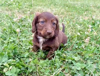 Handsome, a male Miniature Dachshund for sale in West Salem, OH – 1 of 3
