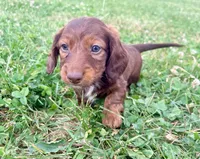 Handsome, a male Miniature Dachshund for sale in West Salem, OH – 2 of 3