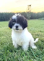 Riley, a male Cavapoo for sale in West Salem, OH – 2 of 3
