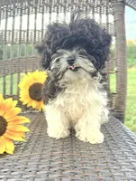 Teacup Star, a female Cavapoo for sale in West Salem, OH – 3 of 6