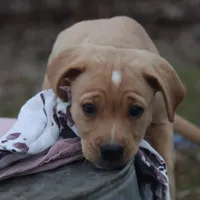 Skye, a female Puggle and Labrador Retriever for sale in West Salem, OH – Photo 2 of 4