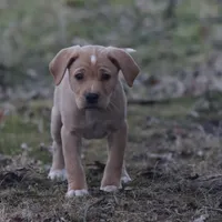 Skye, a female Puggle and Labrador Retriever for sale in West Salem, OH – Photo 1 of 4