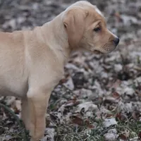 Skye, a female Puggle and Labrador Retriever for sale in West Salem, OH – Photo 4 of 4
