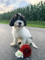 Riley, a male Cavapoo for sale in West Salem, OH – 3 of 6