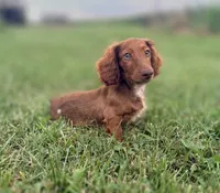 Handsome, a male Miniature Dachshund for sale in West Salem, OH – 4 of 4