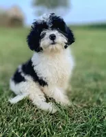 Riley, a male Cavapoo for sale in West Salem, OH – 3 of 3