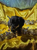 lucy, a female Miniature Dachshund for sale in West Salem, OH – Photo 2 of 9