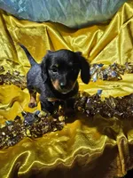 lucy, a female Miniature Dachshund for sale in West Salem, OH – Photo 4 of 9