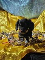 lucy, a female Miniature Dachshund for sale in West Salem, OH – Photo 3 of 9