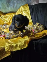 lucy, a female Miniature Dachshund for sale in West Salem, OH – Photo 5 of 9