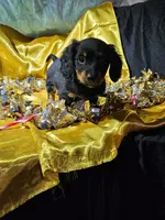 lucy, a female Miniature Dachshund for sale in West Salem, OH – Photo 1 of 9