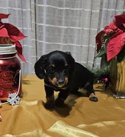 lucy, a female Miniature Dachshund for sale in West Salem, OH – Photo 7 of 9