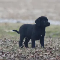 Marshall, a female Puggle and Labrador Retriever for sale in West Salem, OH – Photo 3 of 5