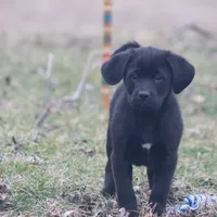 Marshall, a female Puggle and Labrador Retriever for sale in West Salem, OH – Photo 2 of 5
