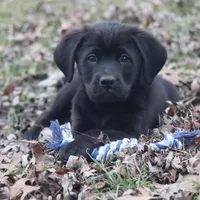 Marshall, a female Puggle and Labrador Retriever for sale in West Salem, OH – Photo 5 of 5