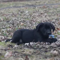 Marshall, a female Puggle and Labrador Retriever for sale in West Salem, OH – Photo 4 of 5