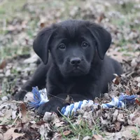 Marshall, a female Puggle and Labrador Retriever for sale in West Salem, OH – Photo 1 of 5