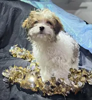 Rebecca, a female Cavapoo for sale in West Salem, OH – Photo 6 of 6