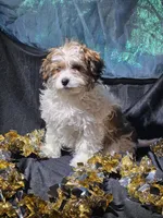 Rebecca, a female Cavapoo for sale in West Salem, OH – Photo 3 of 6