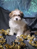 Rebecca, a female Cavapoo for sale in West Salem, OH – Photo 4 of 6