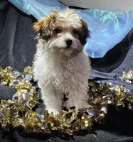 Rebecca, a female Cavapoo for sale in West Salem, OH – Photo 5 of 6