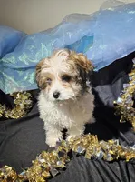 Rebecca, a female Cavapoo for sale in West Salem, OH – Photo 2 of 6
