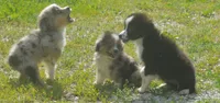 Sharky, a male Miniature Australian Shepherd for sale in Waukon, IA – 8 of 8