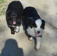 Duke, a male Miniature Australian Shepherd for sale in Waukon, IA – Photo 2 of 10