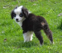 Duke, a male Miniature Australian Shepherd for sale in Waukon, IA – Photo 6 of 10
