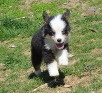 Duke, a male Miniature Australian Shepherd for sale in Waukon, IA – Photo 8 of 10