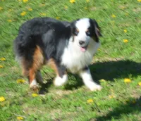 Duke, a male Miniature Australian Shepherd for sale in Waukon, IA – Photo 4 of 10