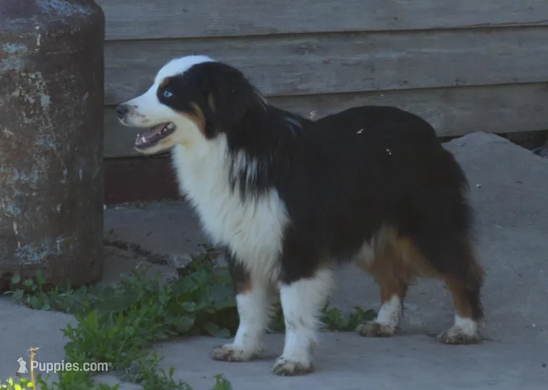 Duke, a male Miniature Australian Shepherd for sale in Waukon, IA – Photo 1 of 10