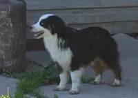 Duke, a male Miniature Australian Shepherd for sale in Waukon, IA – Photo 1 of 10