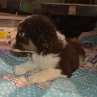 Reggie, a male Miniature American Shepherd for sale in Waukon, IA – Photo 2 of 6