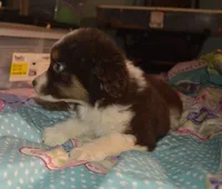 processed/229800b6-ad0a-4f8b-821a-932cc3efd100/listing/0921c8f8-4660-4c94-97dd-2e9bb236033b/07383351-295f-41f0-8503-83ee966bfb6c