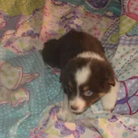 Reggie, a male Miniature American Shepherd for sale in Waukon, IA – Photo 1 of 6