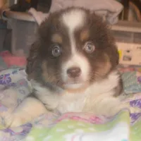Reggie, a male Miniature American Shepherd for sale in Waukon, IA – Photo 5 of 6