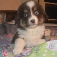 Reggie, a male Miniature American Shepherd for sale in Waukon, IA – Photo 6 of 6