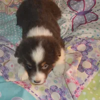Reggie, a male Miniature American Shepherd for sale in Waukon, IA – Photo 4 of 6