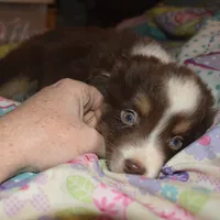 Reggie, a male Miniature American Shepherd for sale in Waukon, IA – Photo 3 of 6