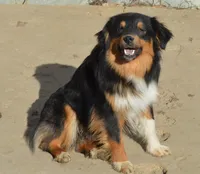 Hank, a male Miniature Australian Shepherd for sale in Waukon, IA – Photo 5 of 5