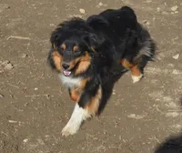 Hank, a male Miniature Australian Shepherd for sale in Waukon, IA – Photo 1 of 5