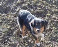 Hank, a male Miniature Australian Shepherd for sale in Waukon, IA – Photo 2 of 5